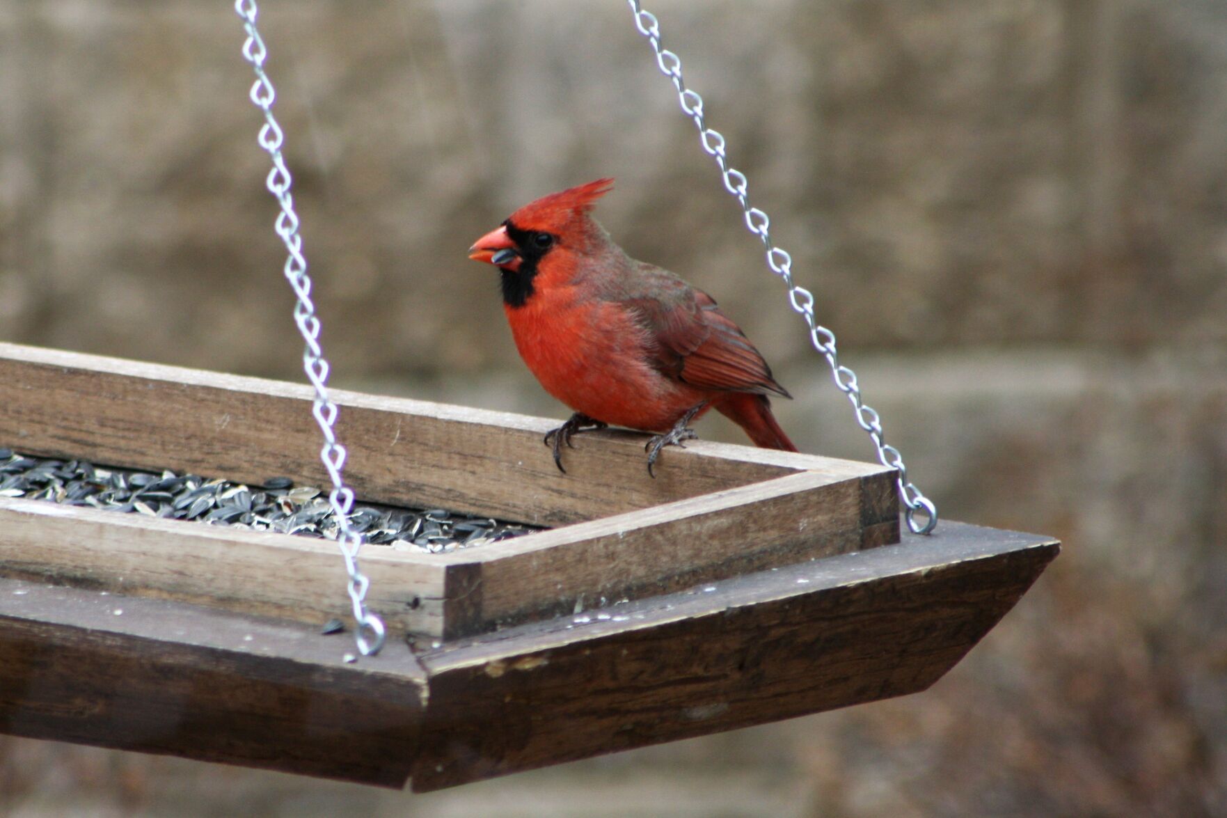 Hungry cardinal